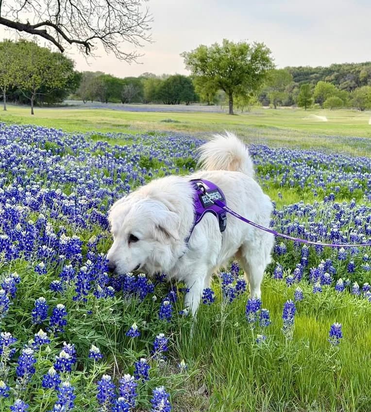 Winter - Great Pyrenees
