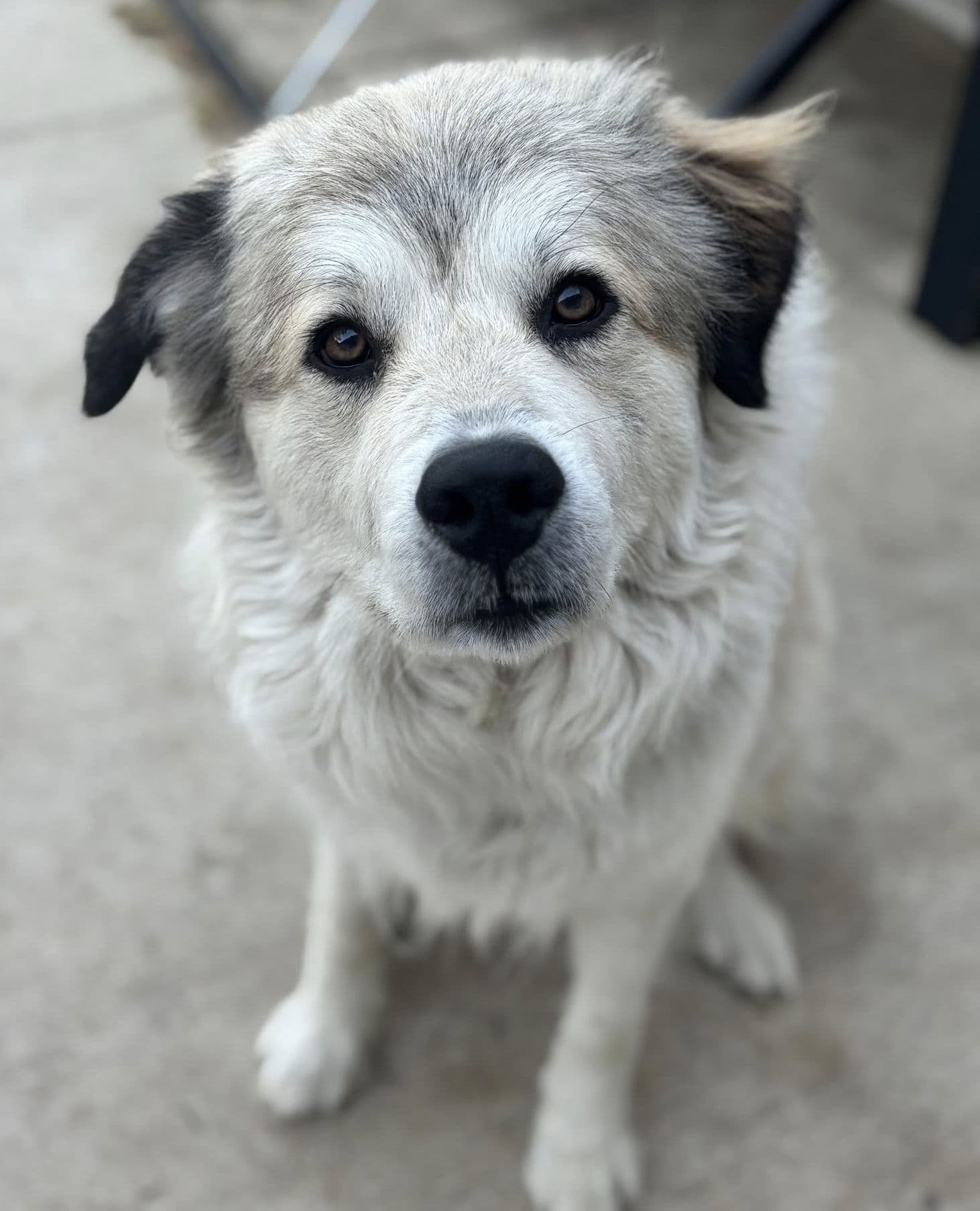Juno - Great Pyrenees