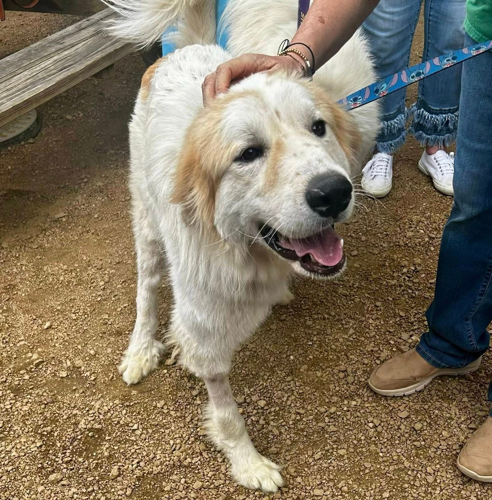 Valentino - Great Pyrenees