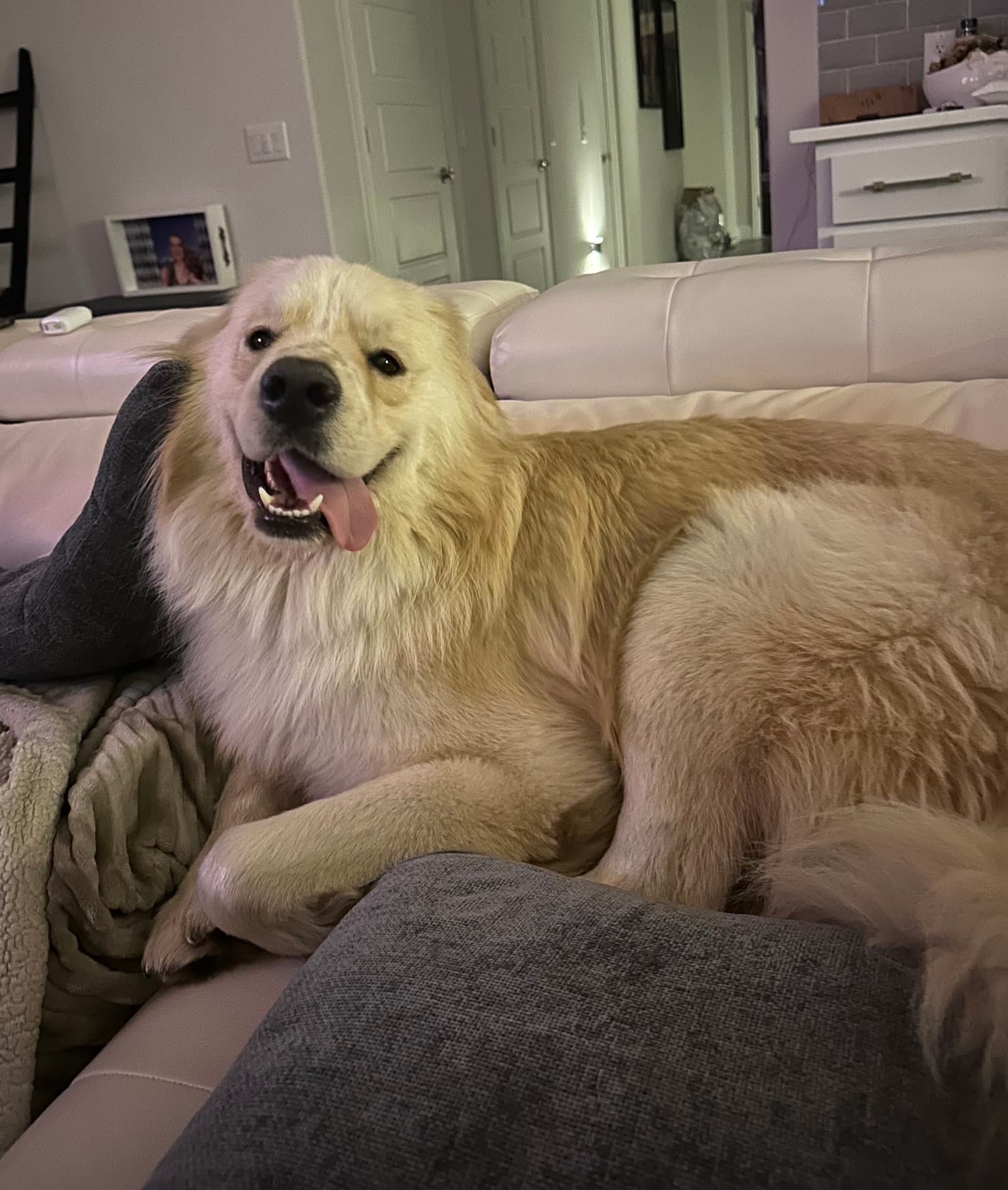 Sunny - Great Pyrenees