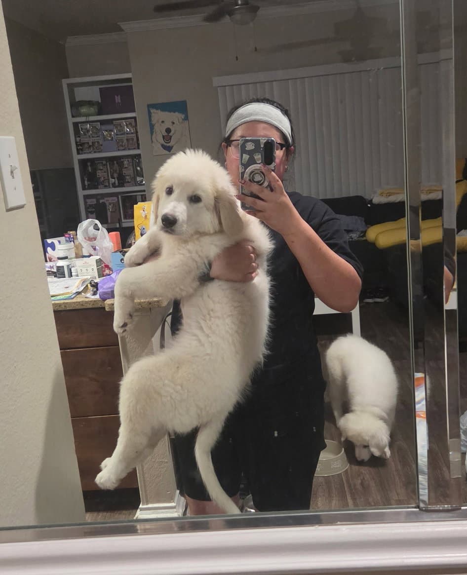 Aspen - Great Pyrenees