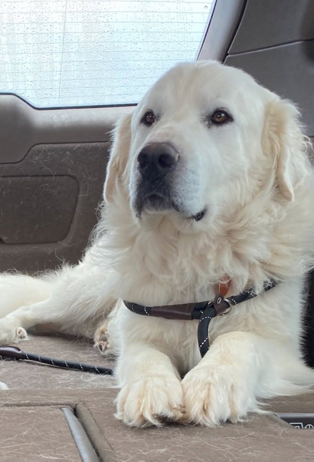 Duke - Great Pyrenees