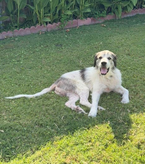 Sully - Great Pyrenees