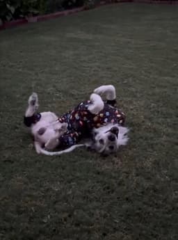 Sully image 2