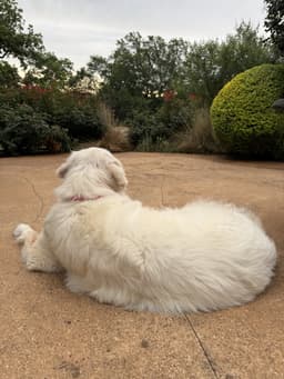 Millie image 4