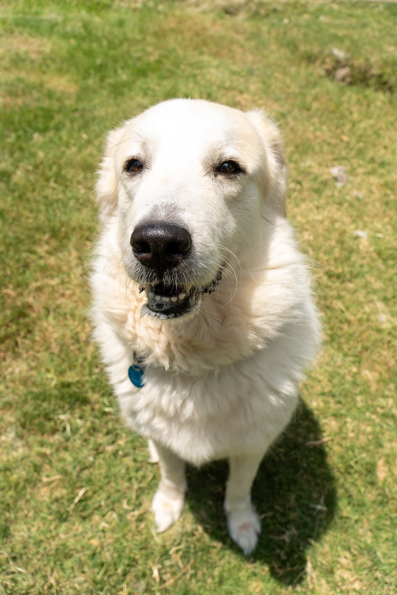 Luna - Great Pyrenees