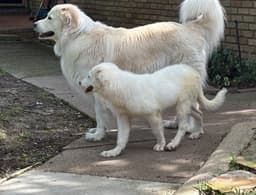 Josie image 2