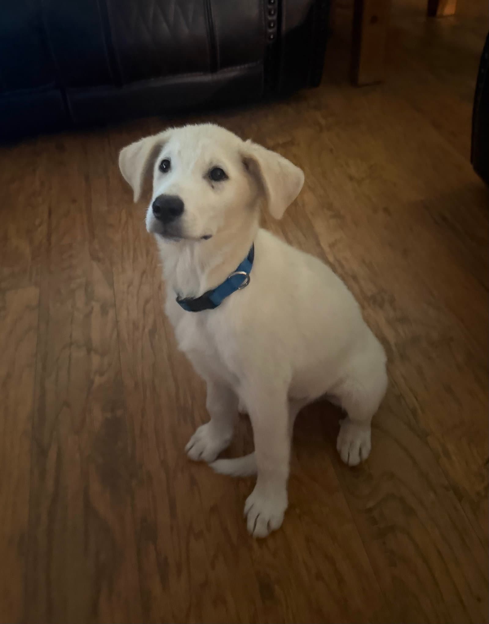 Poe - Great Pyrenees