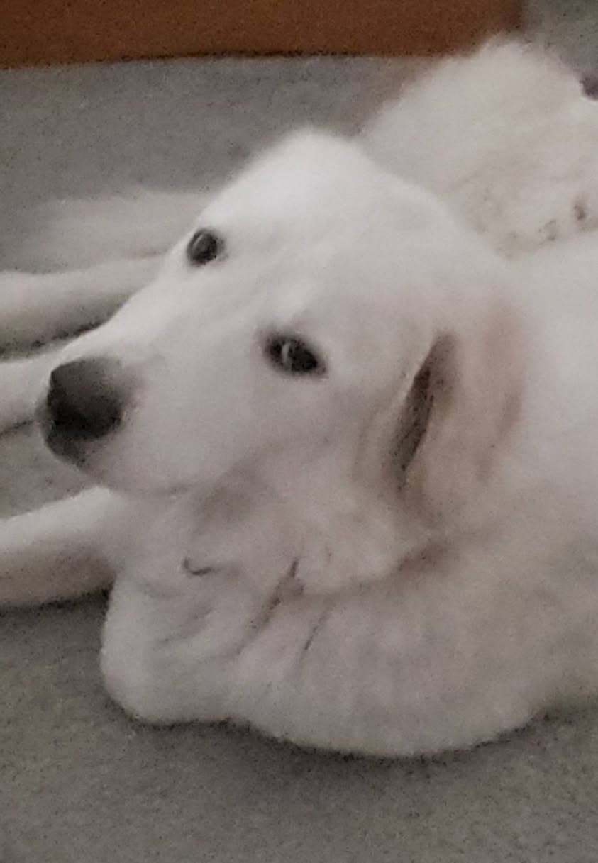 Kiera - Great Pyrenees