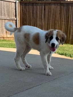 Daphne image 3