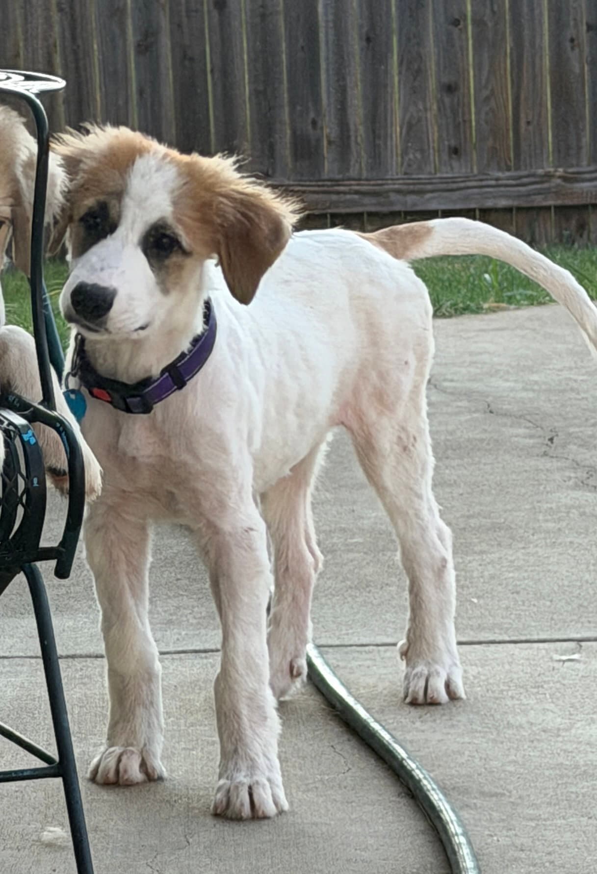 Violet - Great Pyrenees