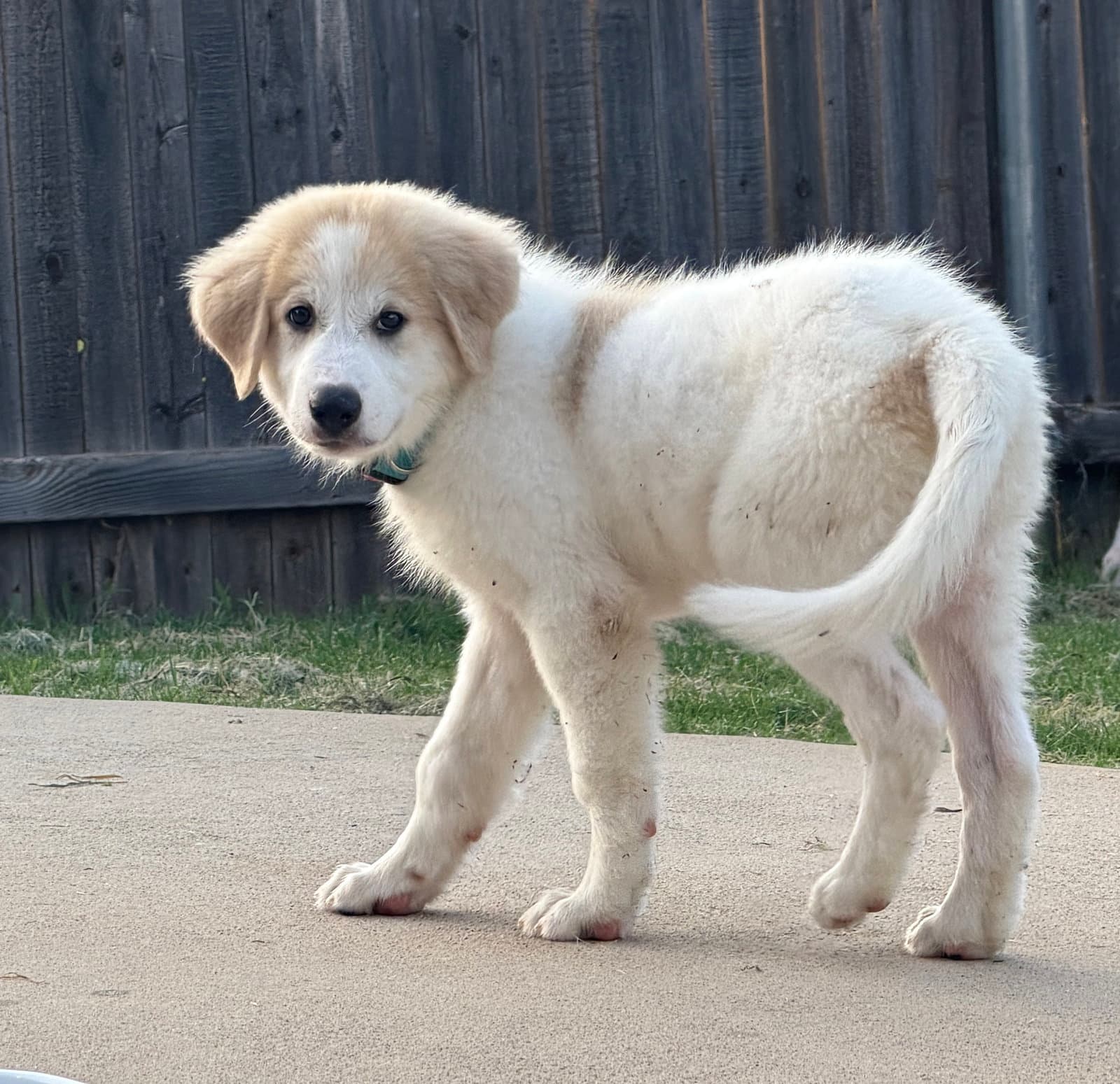 Theo - Great Pyrenees