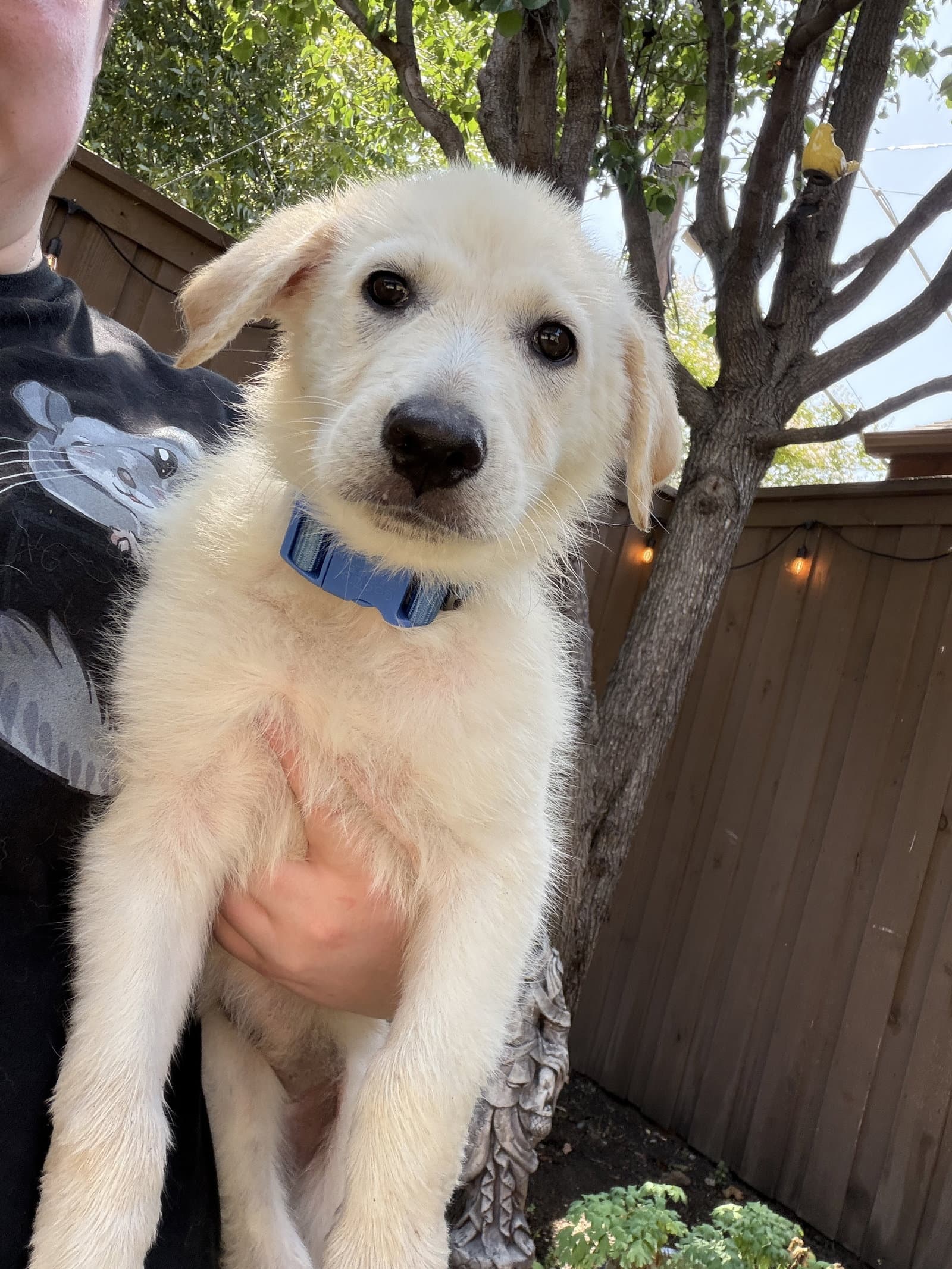Ruby - Great Pyrenees