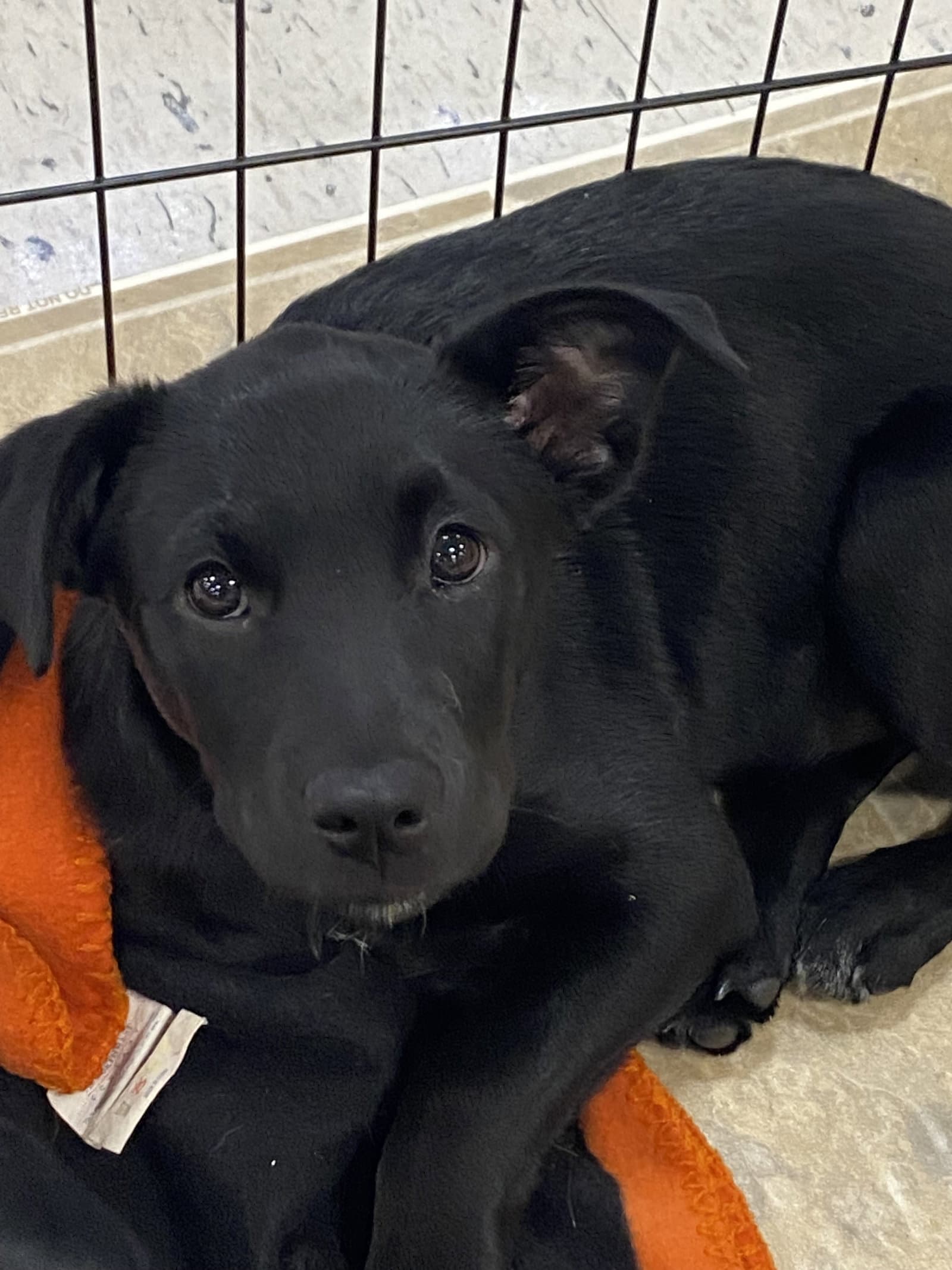 Lucy - Labrador Retriever