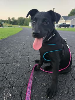 Lucy image 4