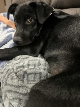 Lucy image 2