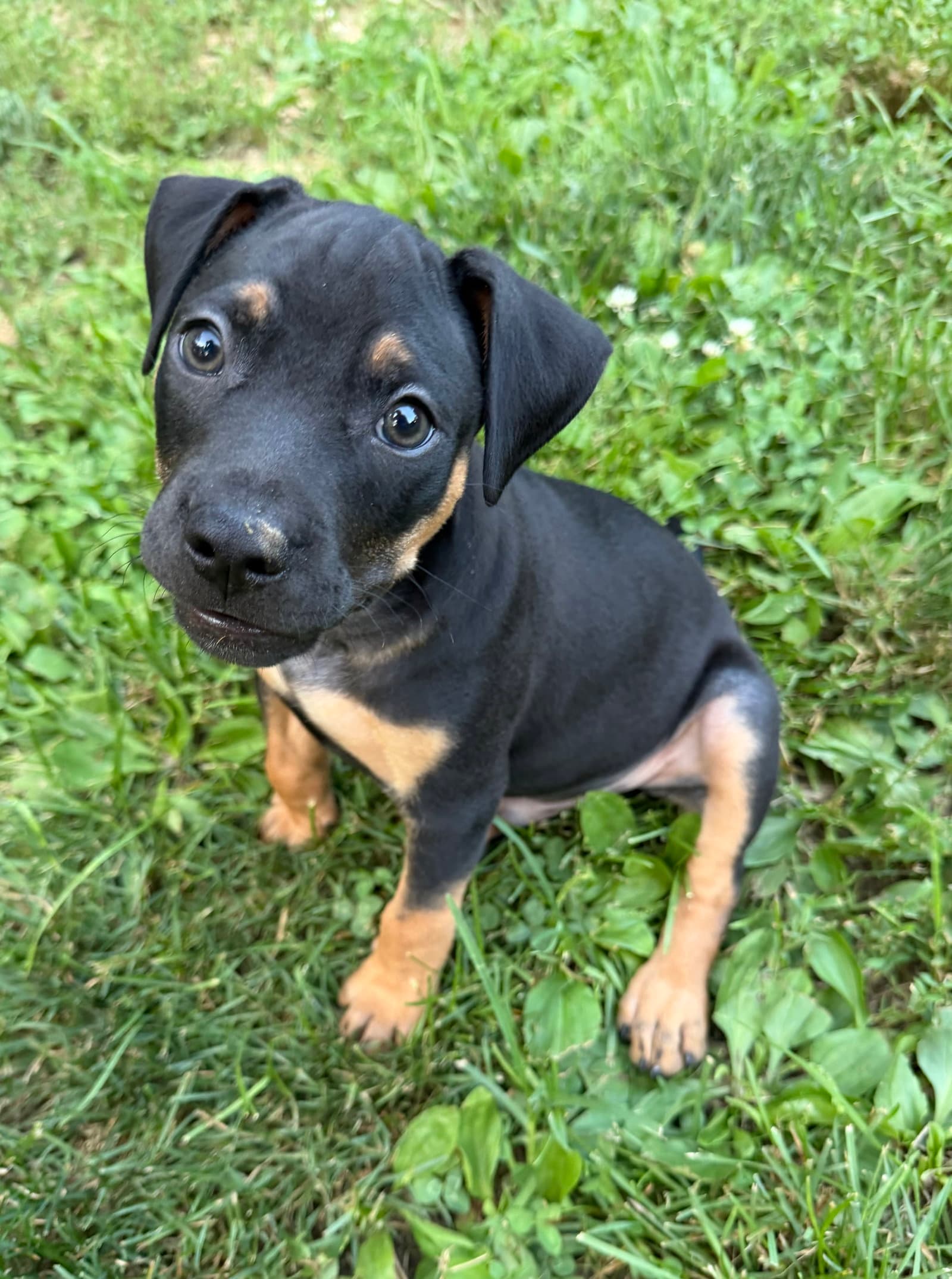 Memphis - Pit Bull Terrier