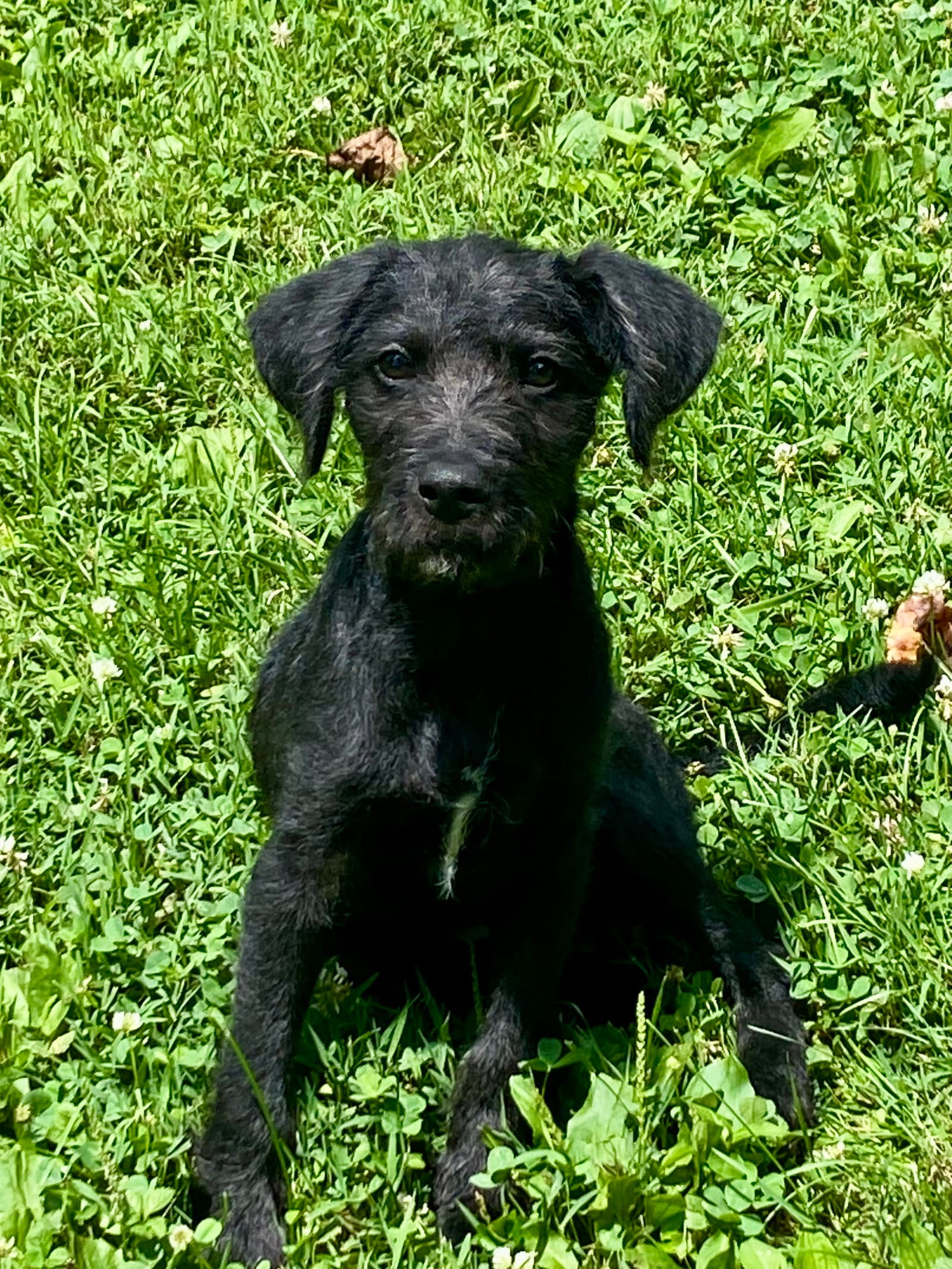 Millie Ann - Wirehaired Fox Terrier