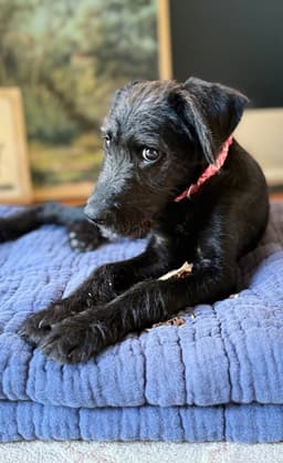 Millie Ann image 3
