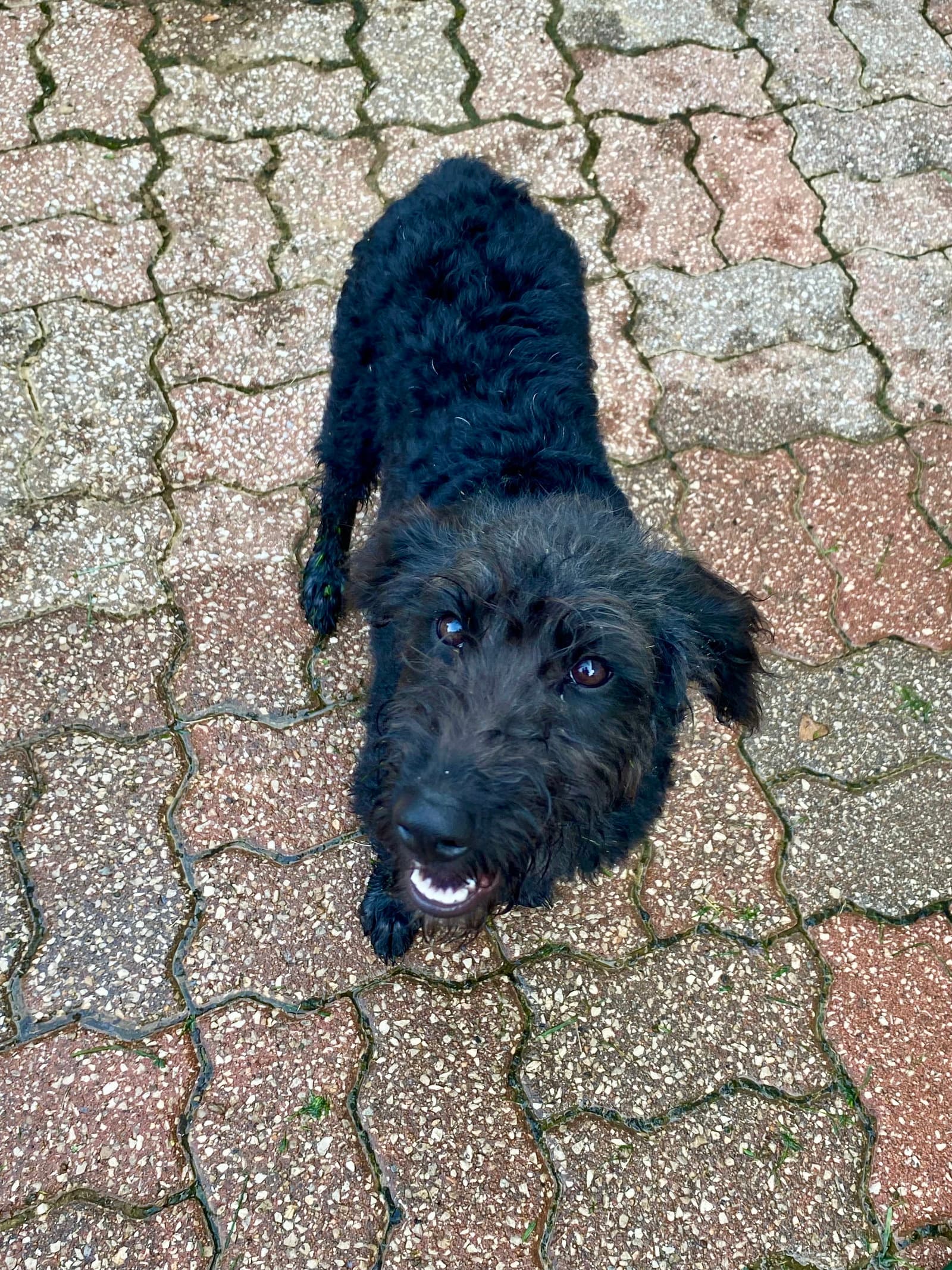 Scruffy - Poodle (unknown type)
