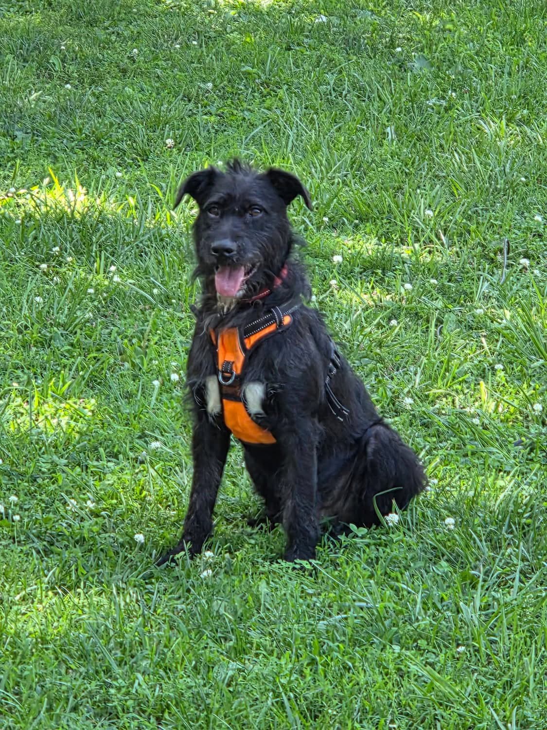 Godfrey - Schnauzer