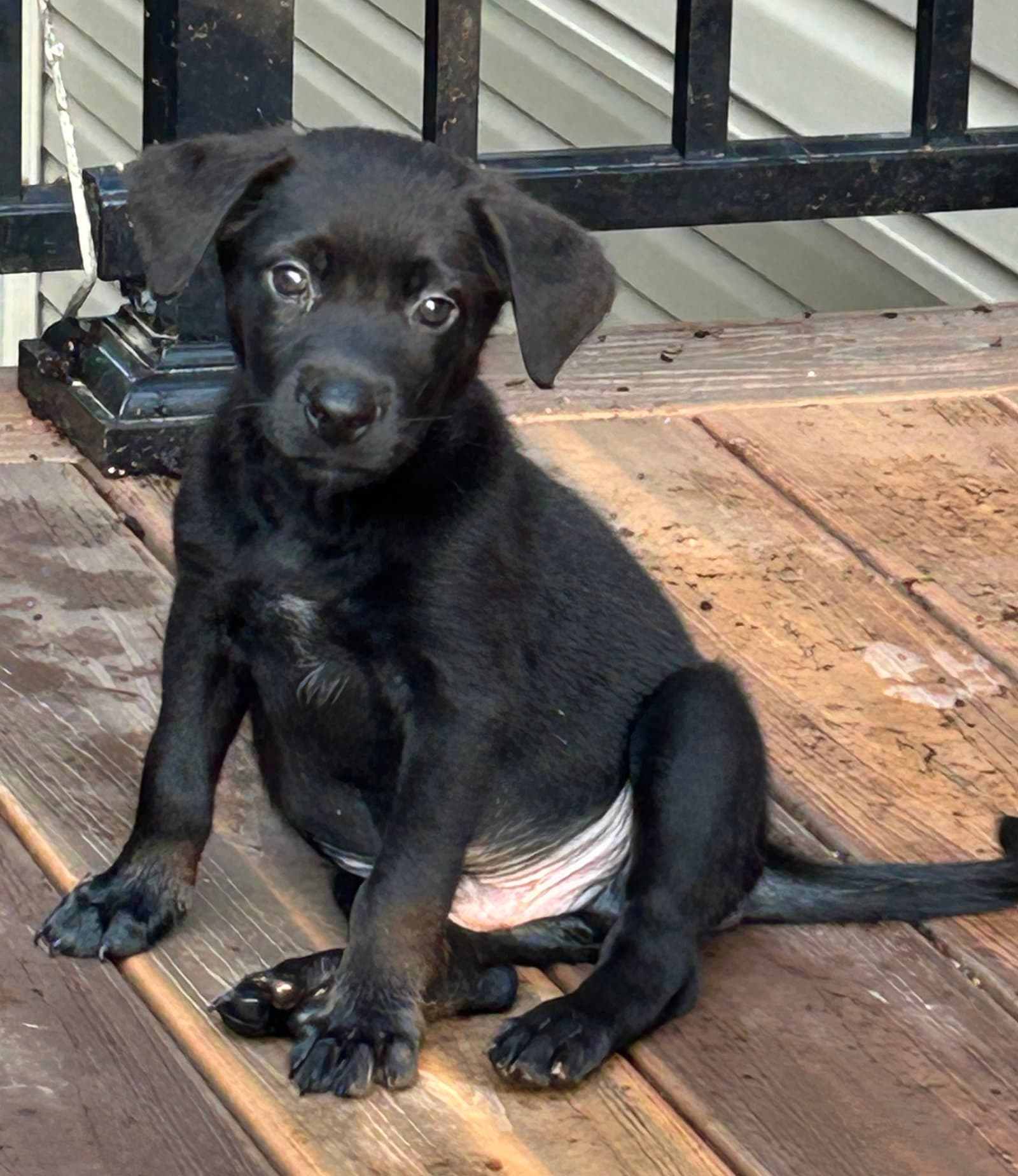 Mack - Labrador Retriever