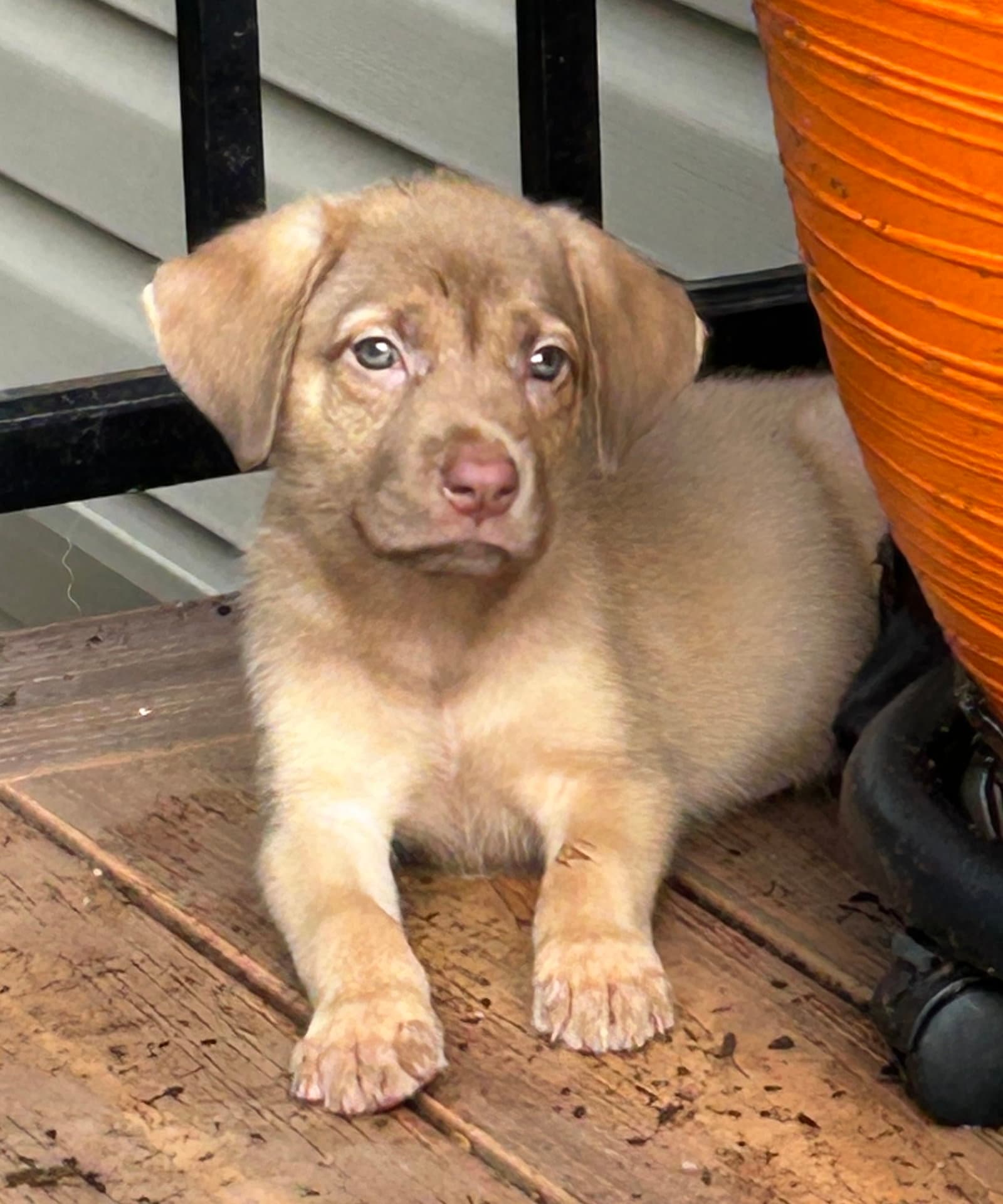 Kris - Labrador Retriever