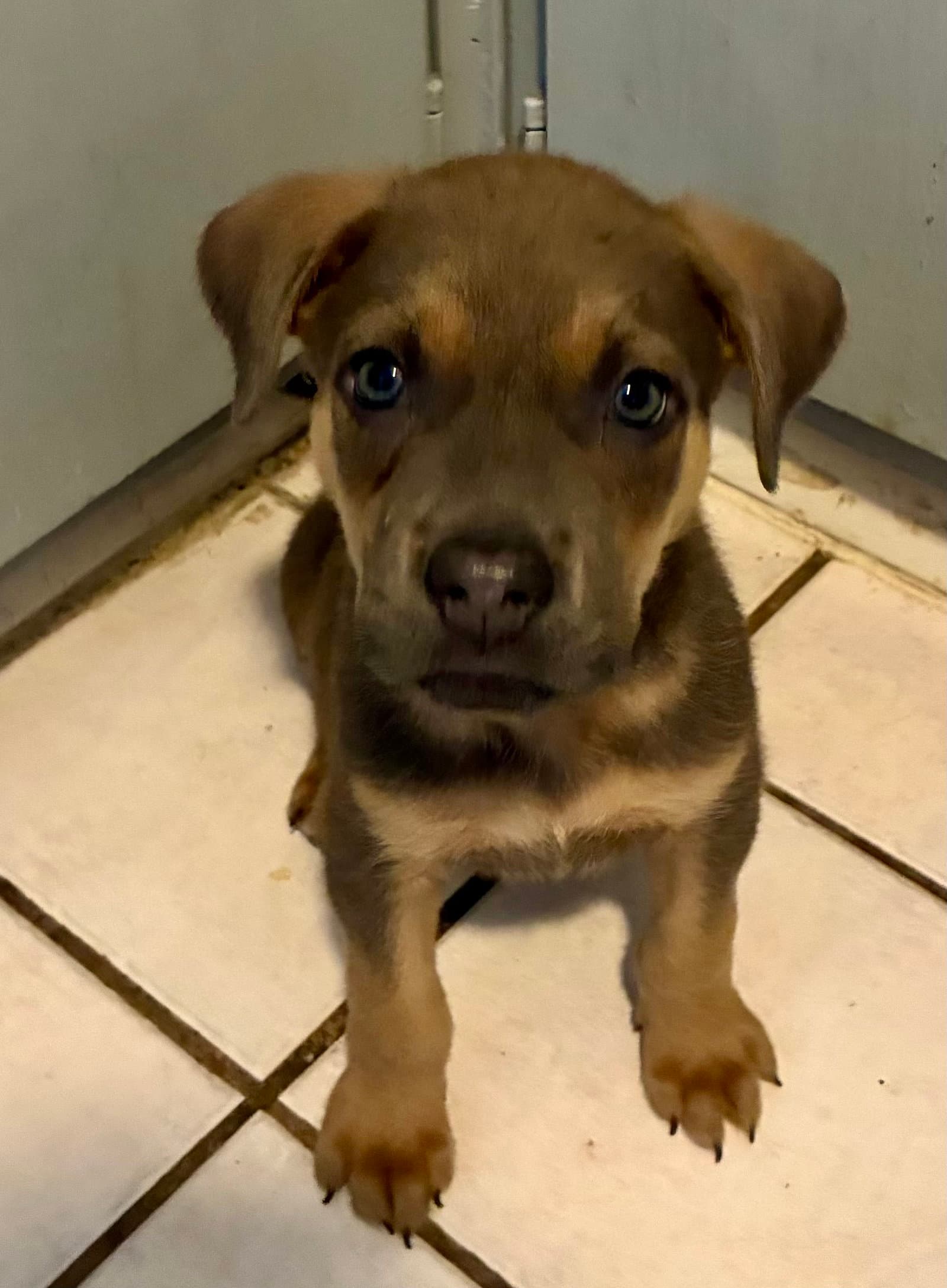 Oakley - Black Mouth Cur