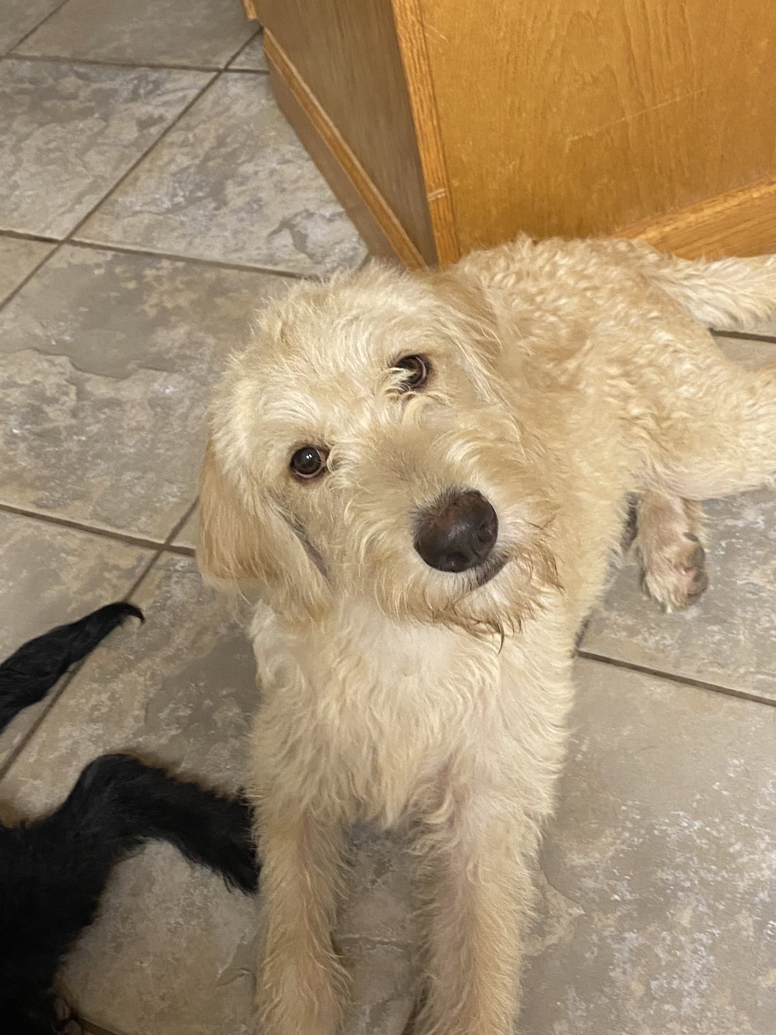 Blondie - Poodle (unknown type)