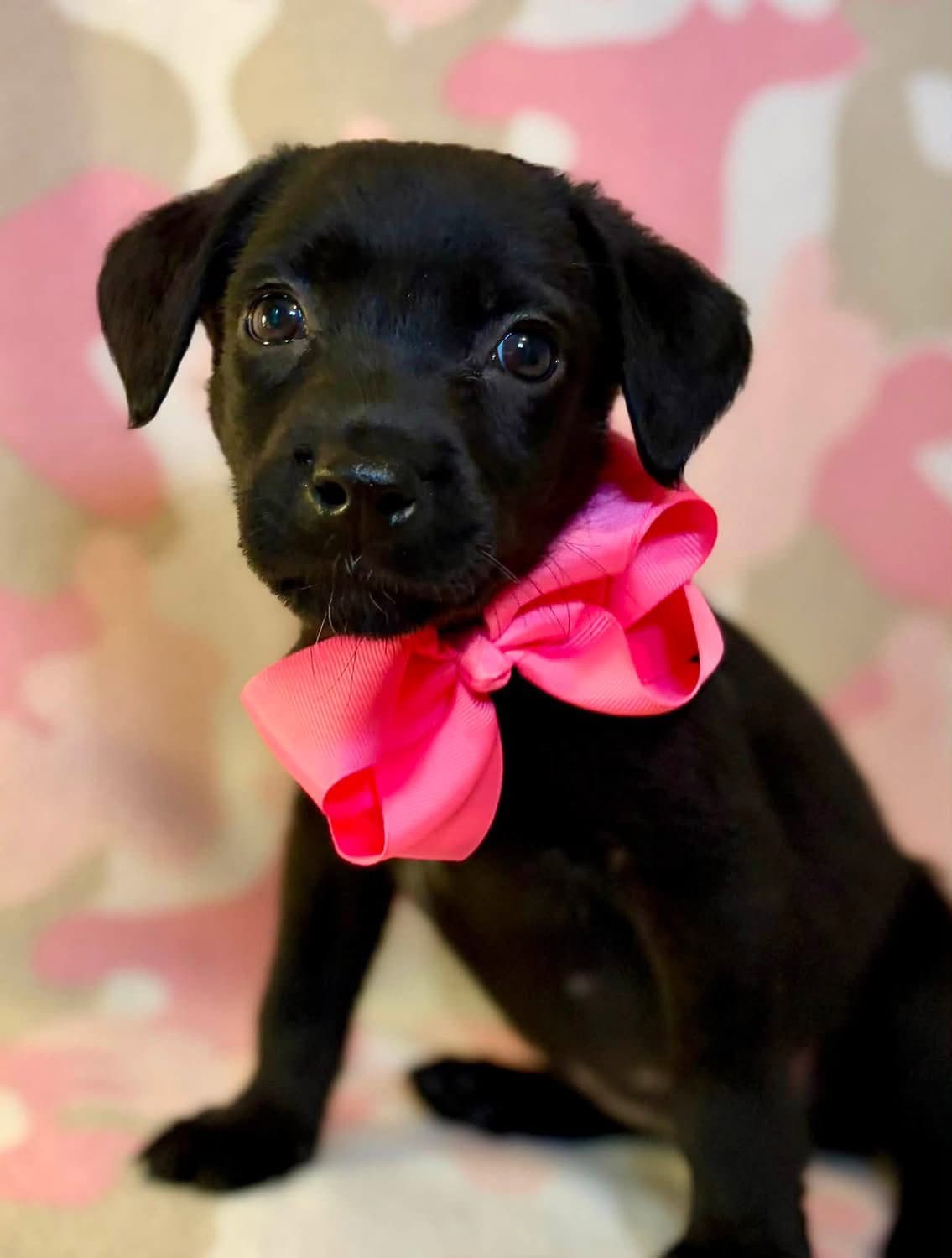 Cami - Labrador Retriever