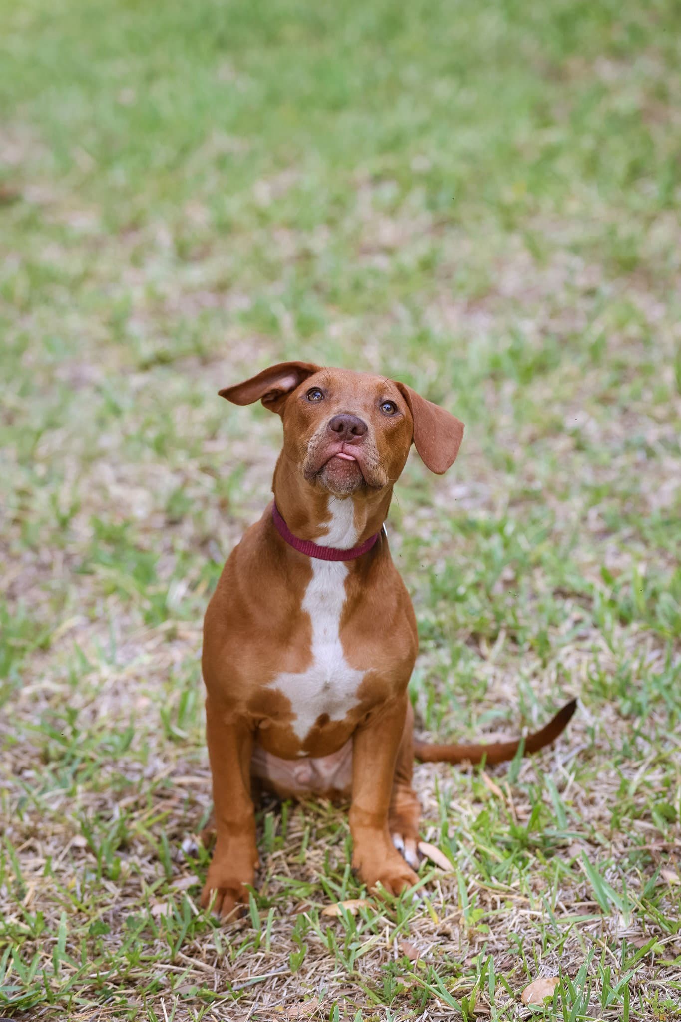 Hank - Unknown