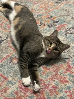 Buttercup Aka Blinkie image 1