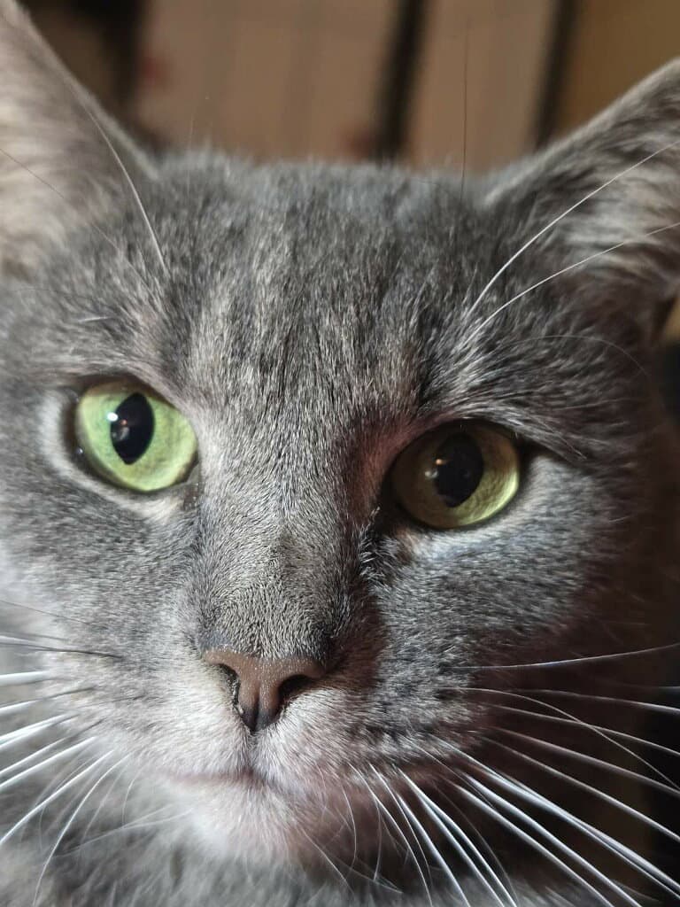 Violet - Domestic Short Hair