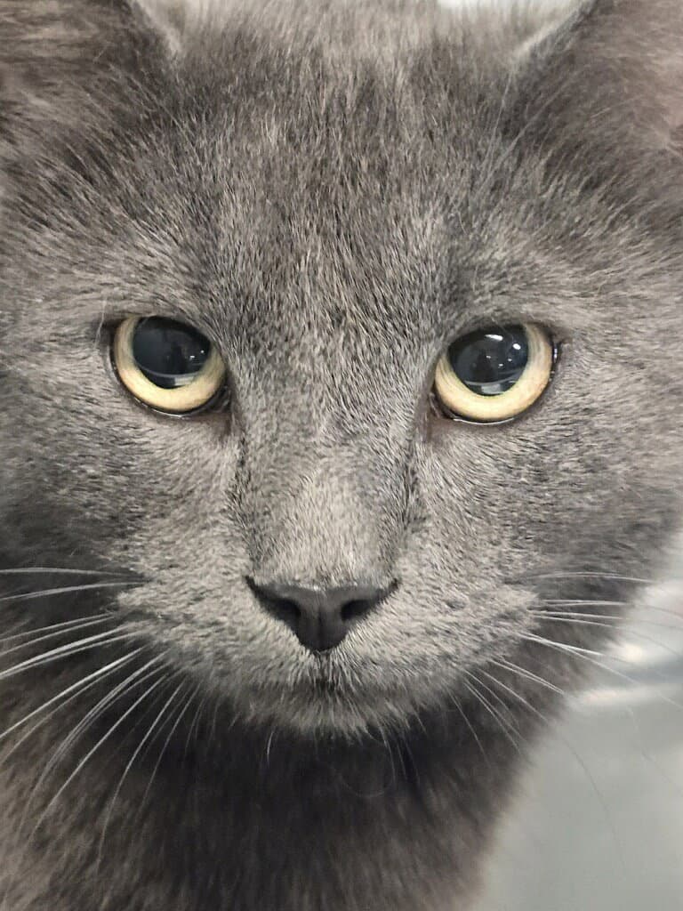 Mr Mcfeely - Domestic Short Hair