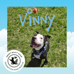 Vinny image 1