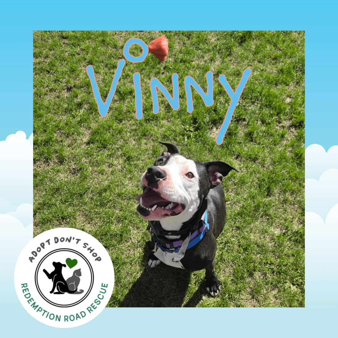 Vinny - Pit Bull Terrier