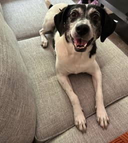 Sadie image 1