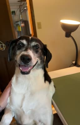 Sadie image 4