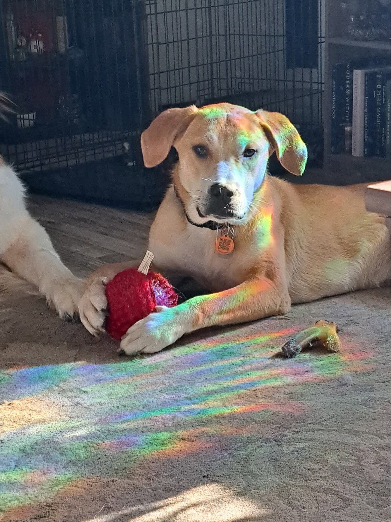 Haddie - Labrador Retriever