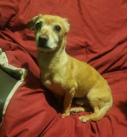 Milo image 4