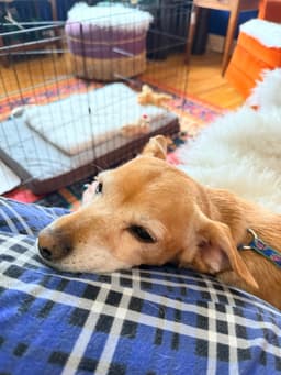Milo image 3