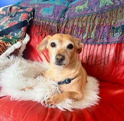 Milo image 1