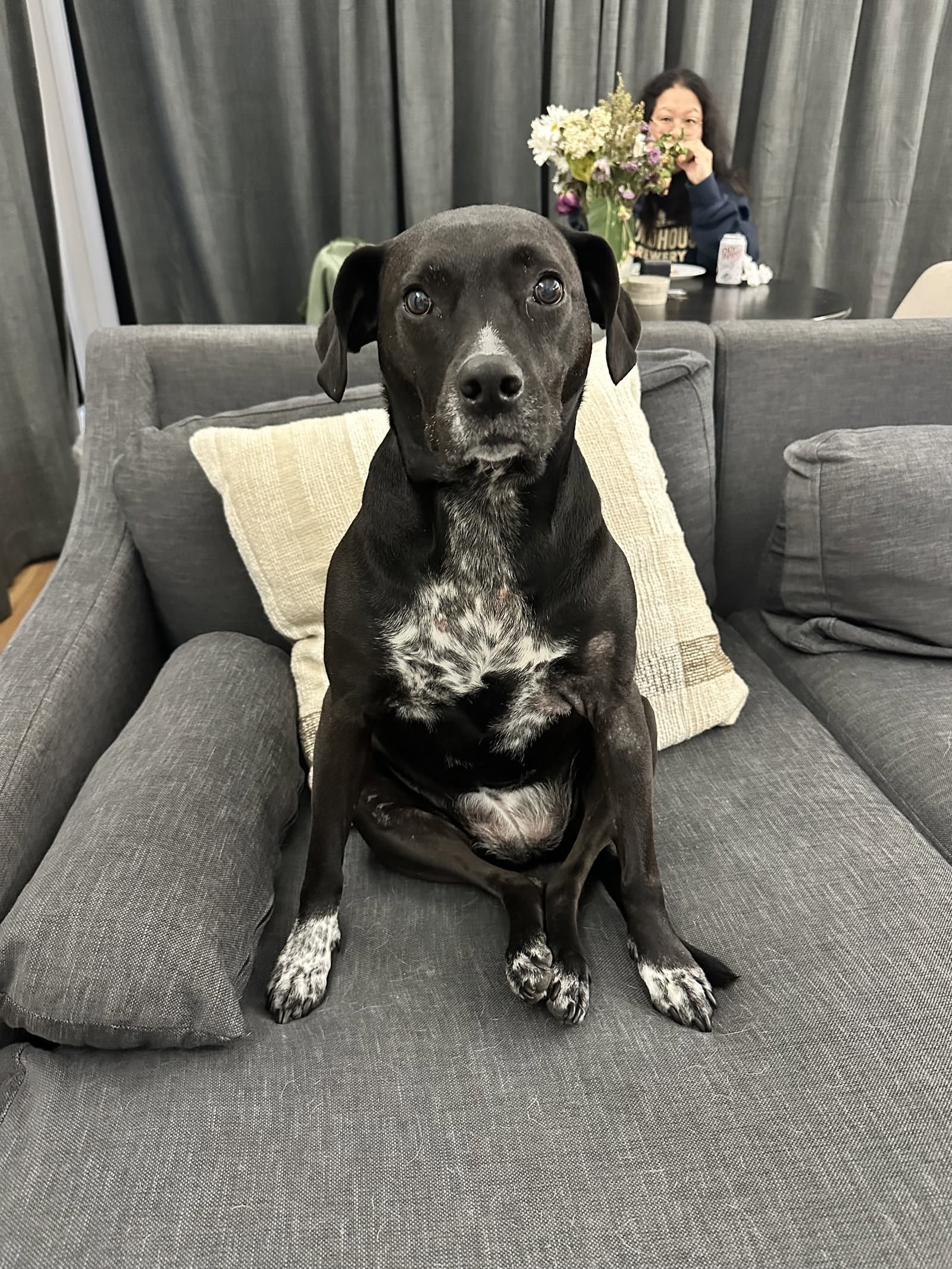 Wren Foster Home Needed - Beagle