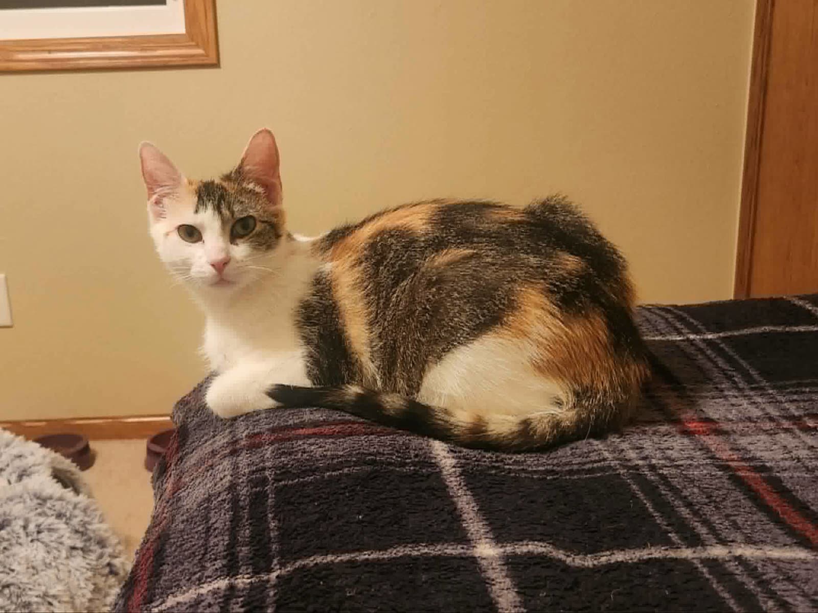 Chestnut - Domestic Short Hair