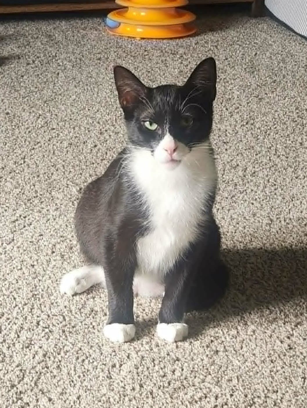 Marcus - Domestic Short Hair