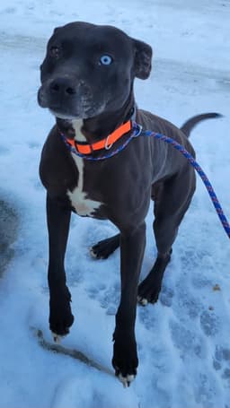 Socrates Help I Need A Foster Home image 1