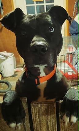 Socrates Help I Need A Foster Home image 2