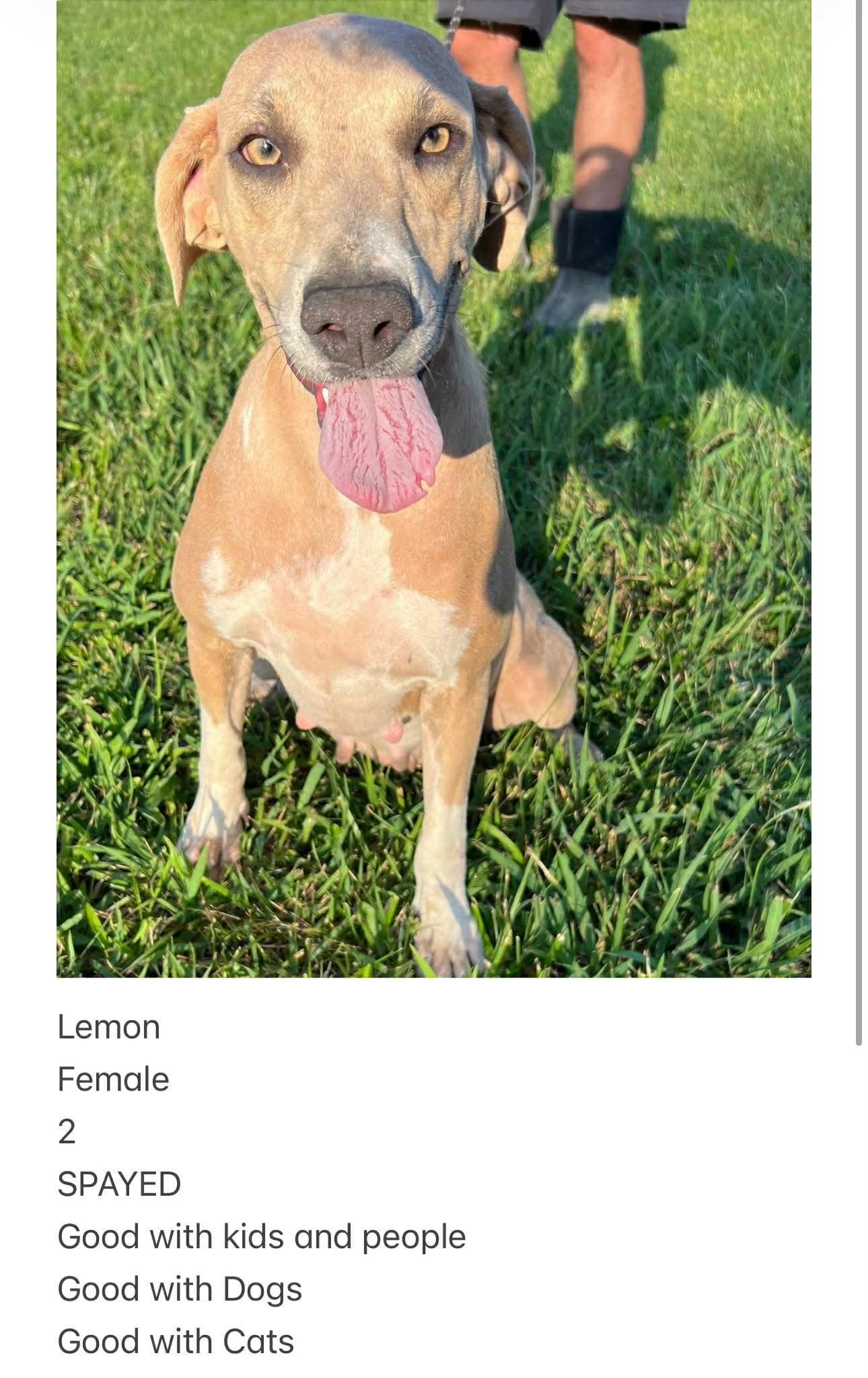 Lemon Peach And Mango Foster Needed - Hound