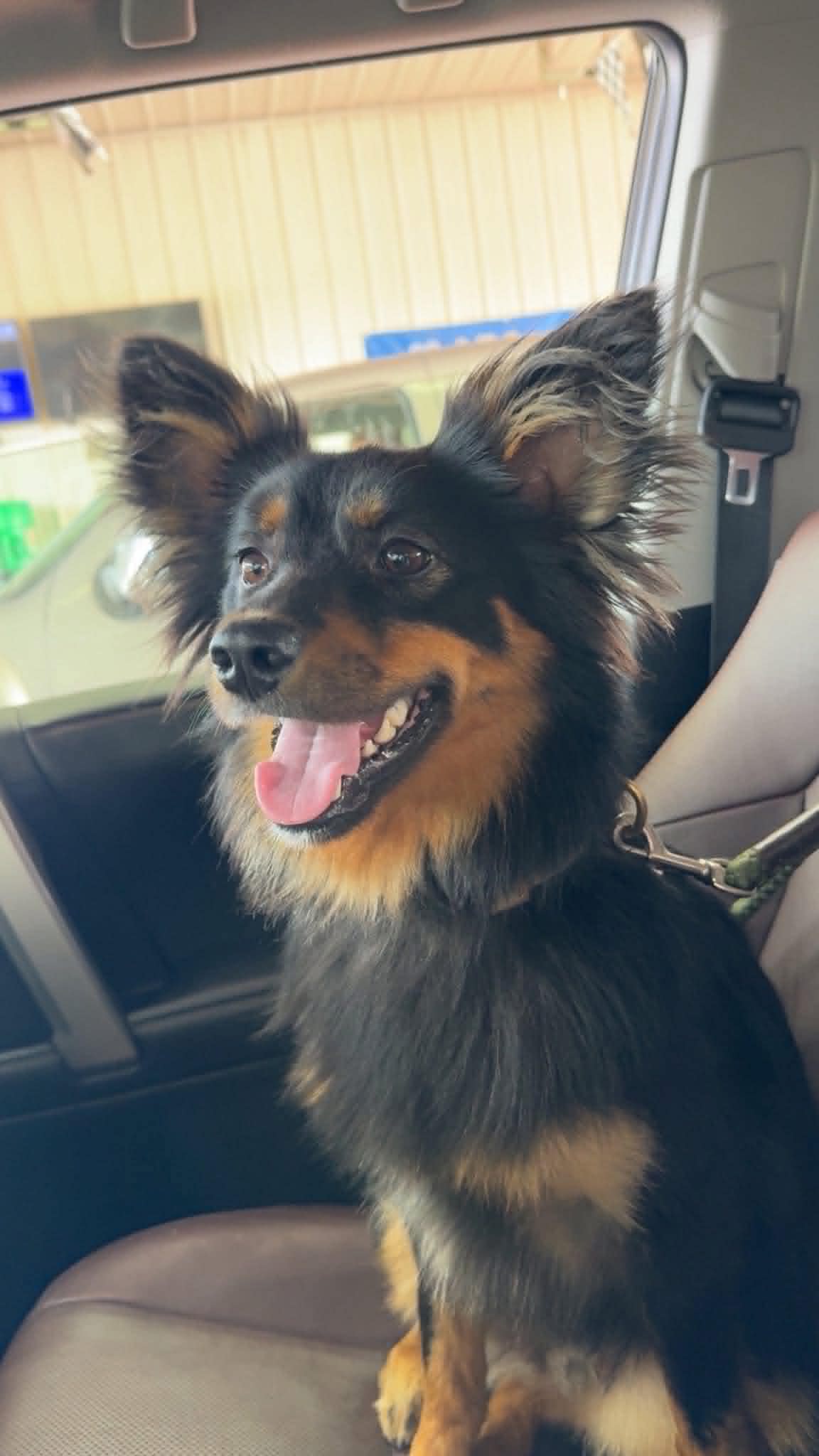 Jasper Help I Need A Foster Home - Australian Shepherd