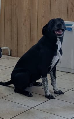 Cookie Help I Need A Foster Home image 3